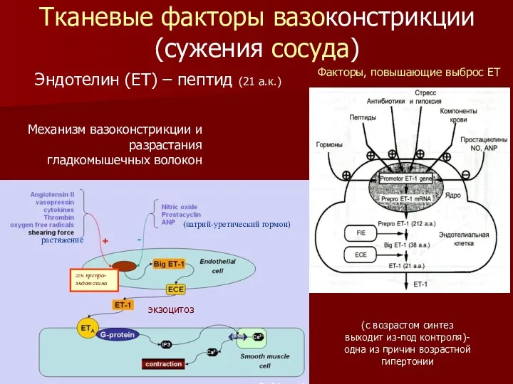 Тканевые факторы вазоконстрикции (сужения сосуда) Факторы, повышающие выброс ET экзоцитоз