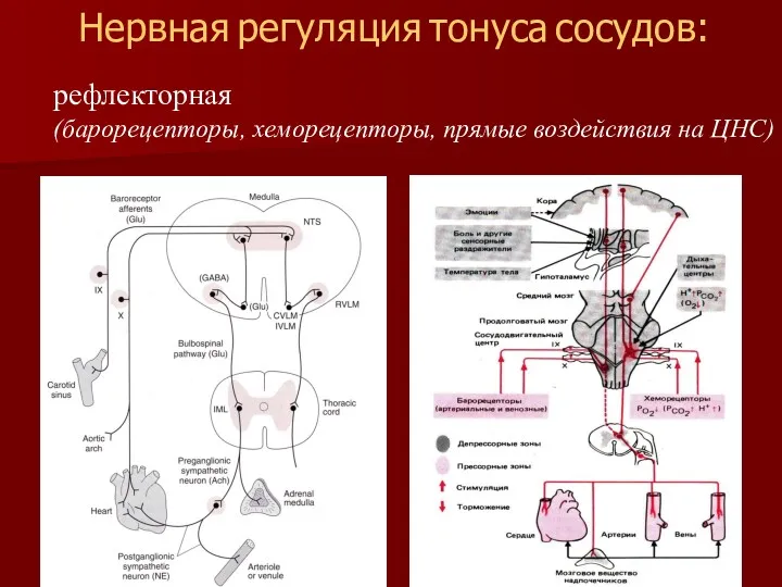 рефлекторная (барорецепторы, хеморецепторы, прямые воздействия на ЦНС) Нервная регуляция тонуса сосудов: