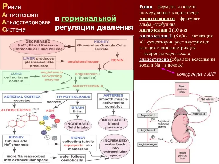 Ренин – фермент, из юкста- гломерулярных клеток почек Ангитензиноген –