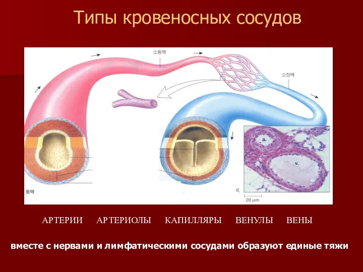 АРТЕРИИ АРТЕРИОЛЫ КАПИЛЛЯРЫ ВЕНУЛЫ ВЕНЫ Типы кровеносных сосудов вместе с