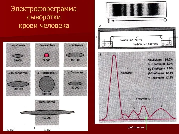 Электрофореграмма сыворотки крови человека фибриноген