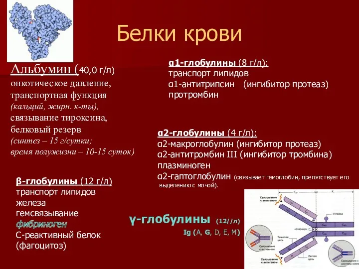 Белки крови Альбумин (40,0 г/л) онкотическое давление, транспортная функция (кальций,