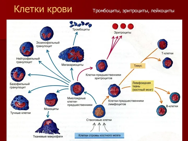 Клетки крови Тромбоциты, эритроциты, лейкоциты