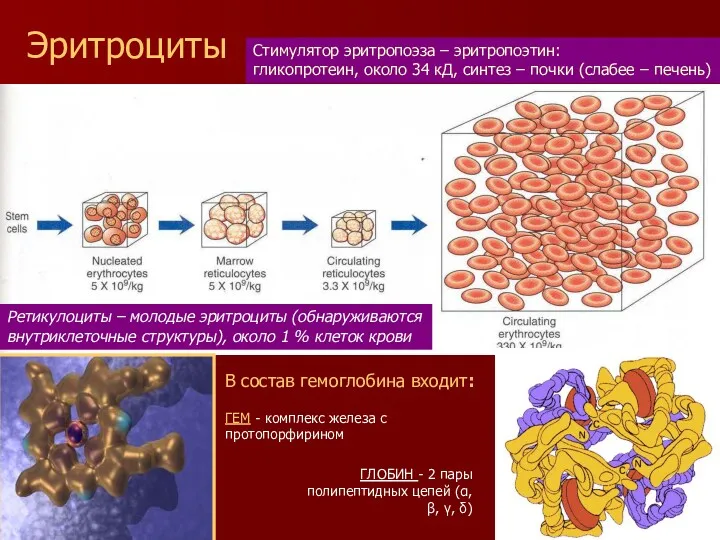 Стимулятор эритропоэза – эритропоэтин: гликопротеин, около 34 кД, синтез –