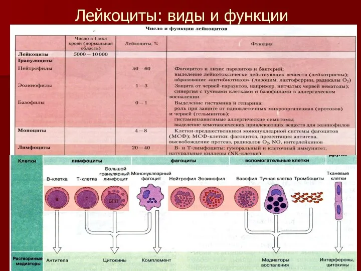 Лейкоциты: виды и функции