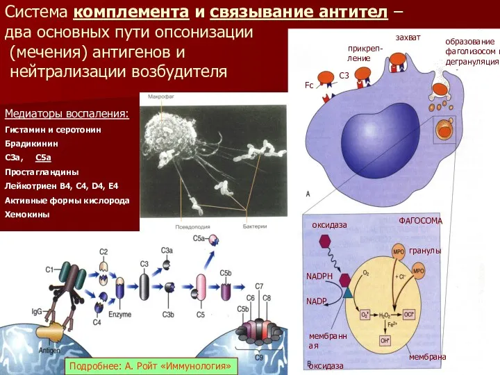 Система комплемента и связывание антител – два основных пути опсонизации