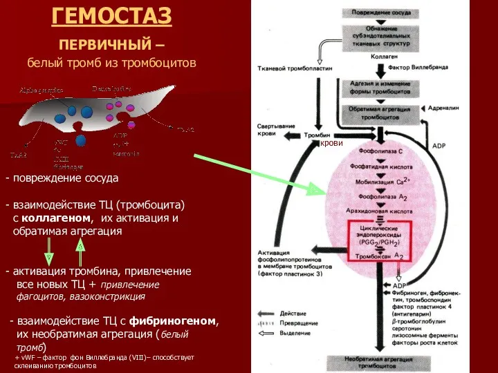 повреждение сосуда взаимодействие ТЦ (тромбоцита) с коллагеном, их активация и