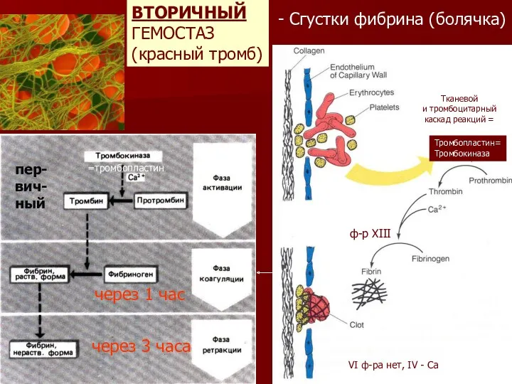 ВТОРИЧНЫЙ ГЕМОСТАЗ (красный тромб) Тромбопластин= Тромбокиназа =тромбопластин через 3 часа