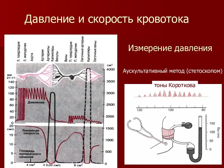 Давление и скорость кровотока Измерение давления Аускультативный метод (стетоскопом) тоны Короткова