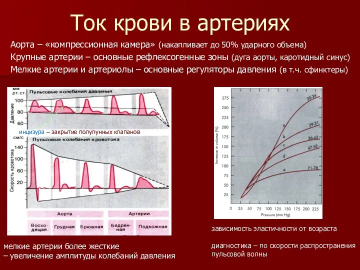 Ток крови в артериях мелкие артерии более жесткие – увеличение