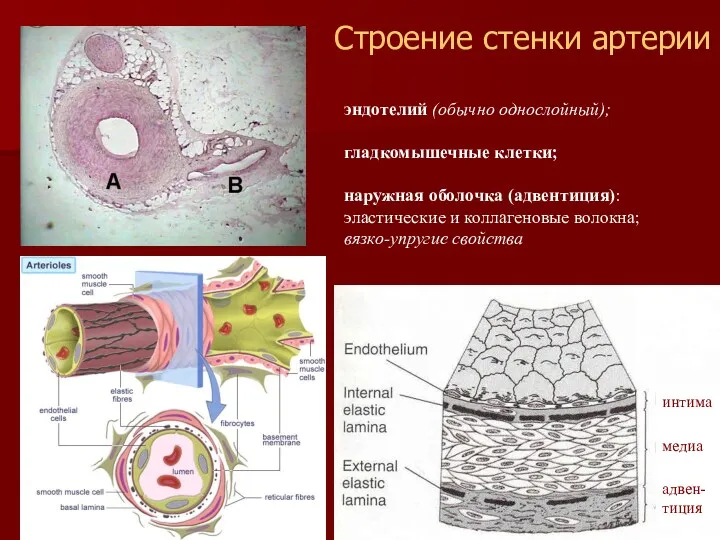 эндотелий (обычно однослойный); гладкомышечные клетки; наружная оболочка (адвентиция): эластические и