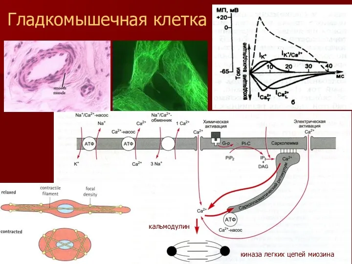 Гладкомышечная клетка киназа легких цепей миозина кальмодулин