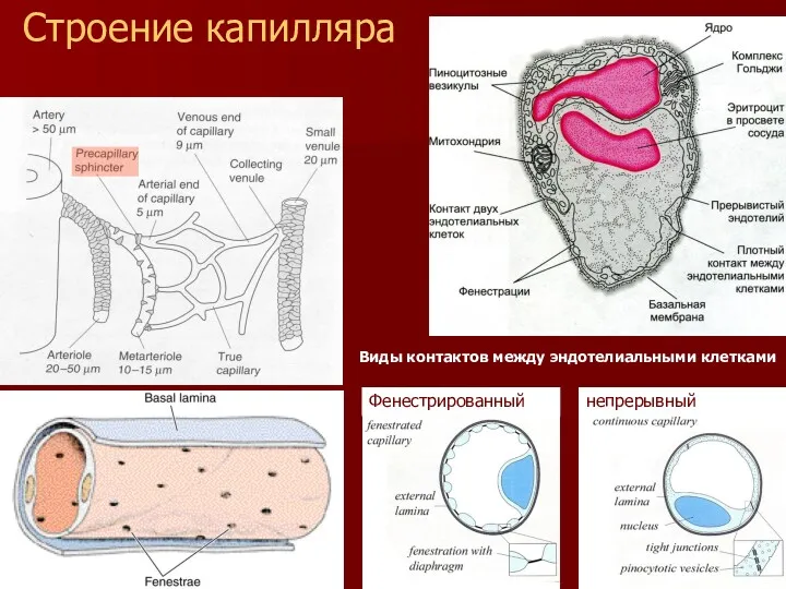 Строение капилляра Виды контактов между эндотелиальными клетками Фенестрированный непрерывный