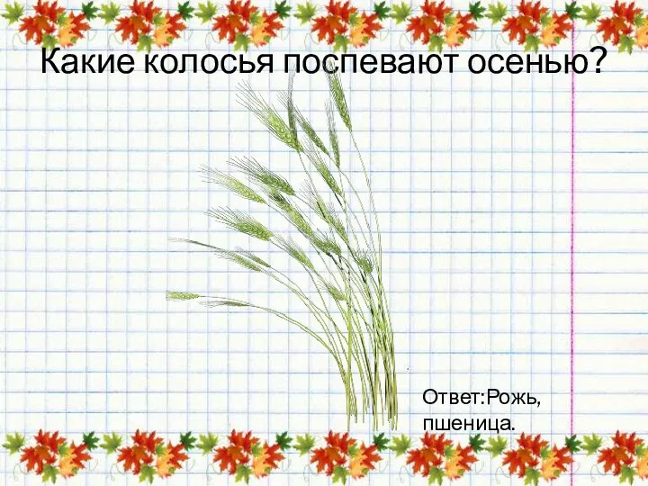 Какие колосья поспевают осенью? Ответ:Рожь,пшеница.