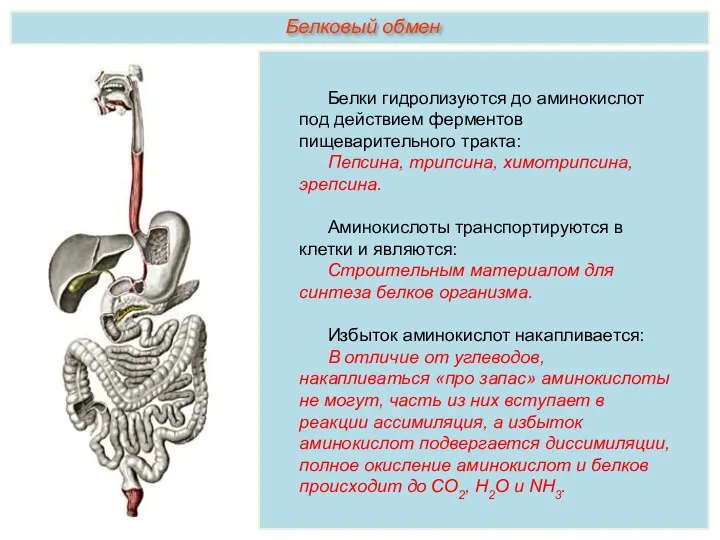 Белки гидролизуются до аминокислот под действием ферментов пищеварительного тракта: Пепсина,