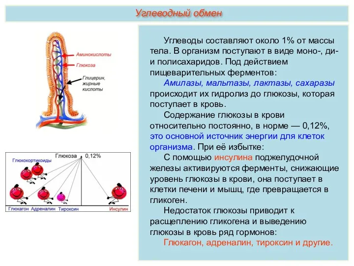 Углеводы составляют около 1% от массы тела. В организм поступают