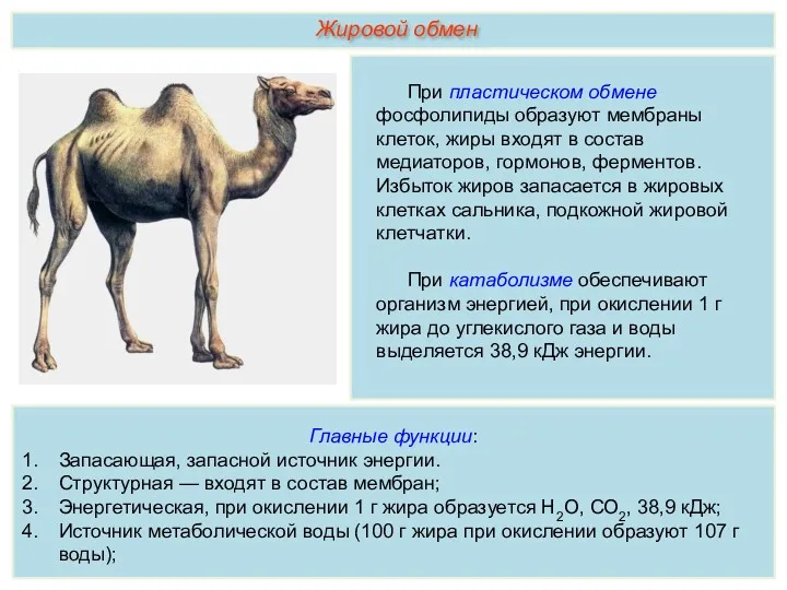 При пластическом обмене фосфолипиды образуют мембраны клеток, жиры входят в