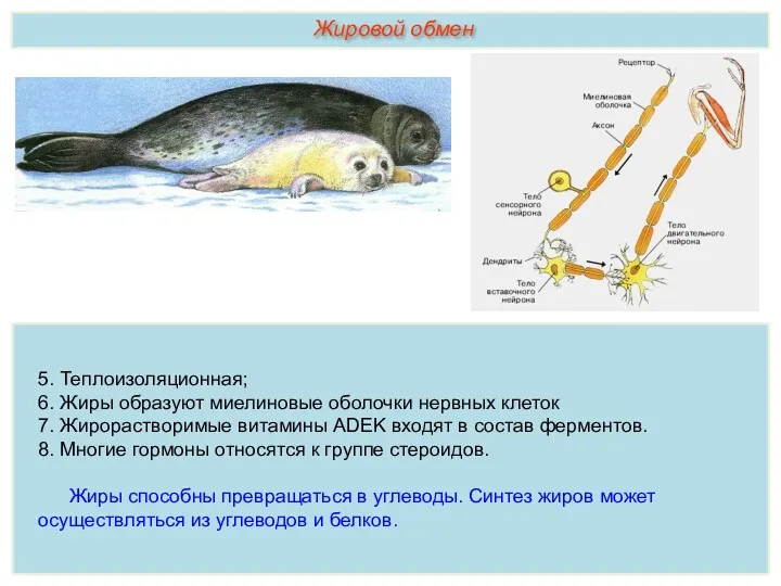 5. Теплоизоляционная; 6. Жиры образуют миелиновые оболочки нервных клеток 7.