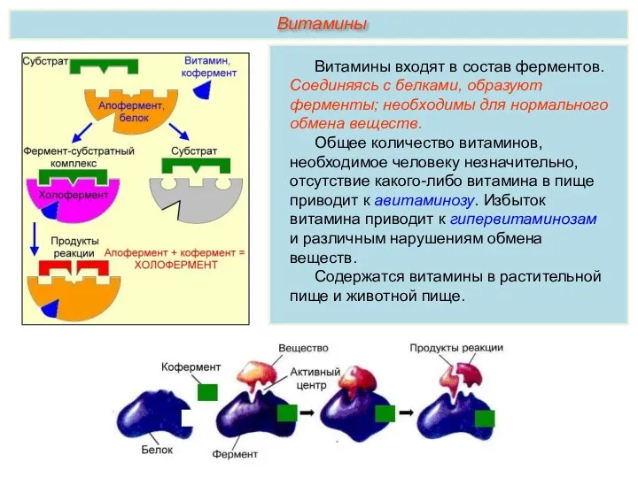 Витамины входят в состав ферментов. Соединяясь с белками, образуют ферменты;