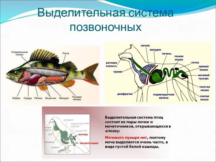 Выделительная система позвоночных