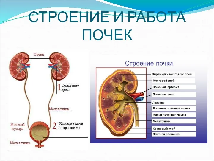 СТРОЕНИЕ И РАБОТА ПОЧЕК