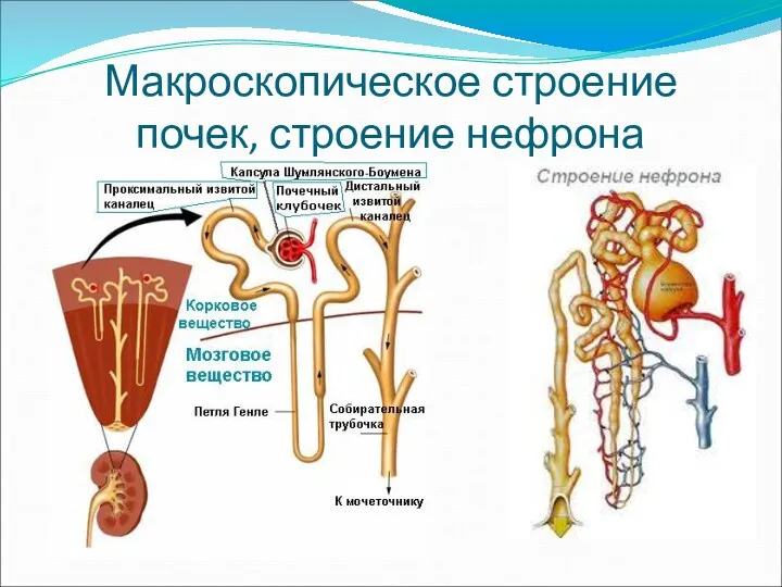 Макроскопическое строение почек, строение нефрона