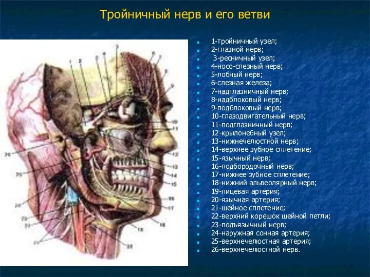 Тройничный нерв и его ветви 1-тройничный узел; 2-глазной нерв; 3-ресничный