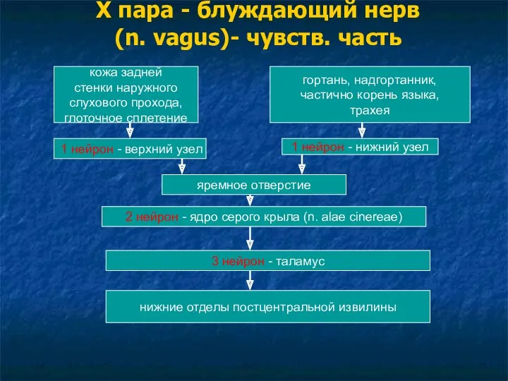 Х пара - блуждающий нерв (n. vagus)- чувств. часть кожа