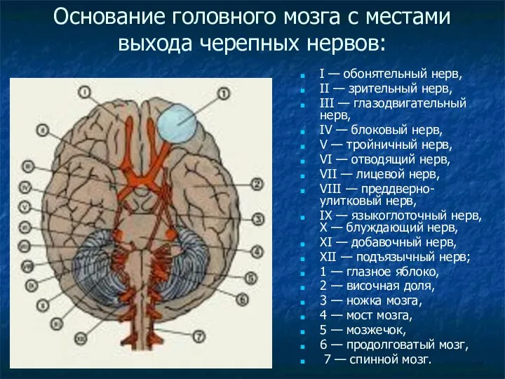 Основание головного мозга с местами выхода черепных нервов: I —