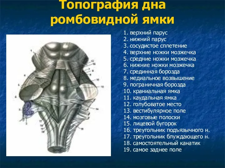 Топография дна ромбовидной ямки 1. верхний парус 2. нижний парус