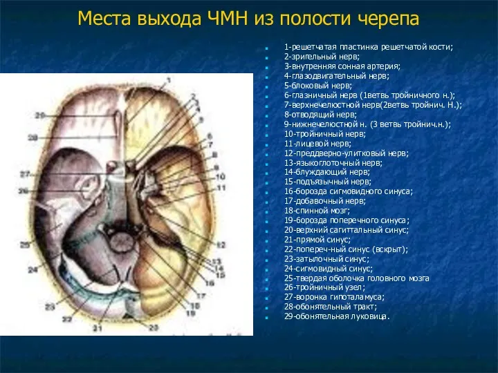 Места выхода ЧМН из полости черепа 1-решетчатая пластинка решетчатой кости;