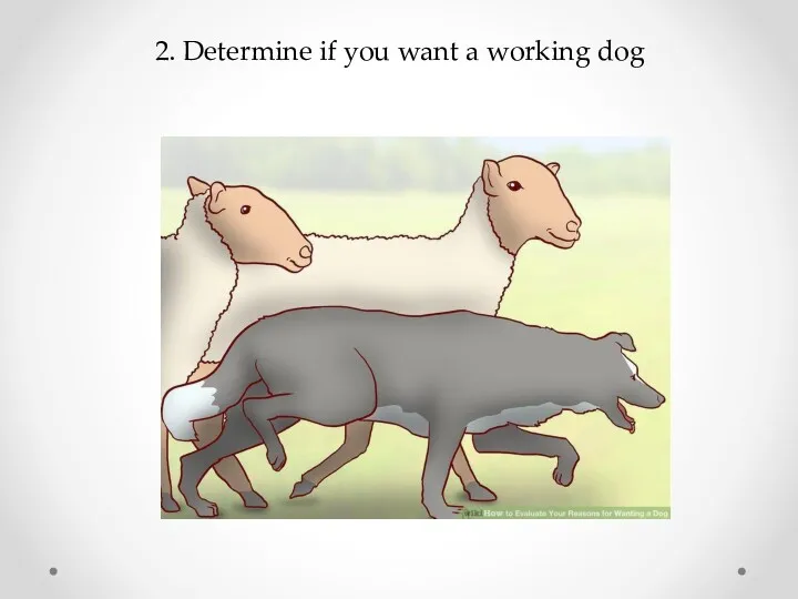 2. Determine if you want a working dog