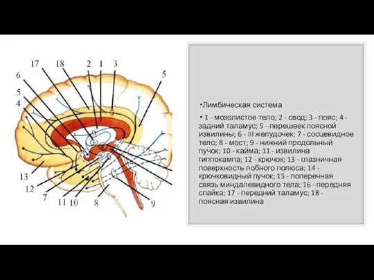 Лимбическая система 1 - мозолистое тело; 2 - свод; 3