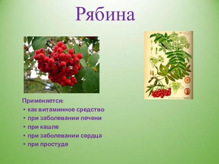 Применяется: как витаминное средство при заболевании печени при кашле при заболевании сердца при простуде Рябина