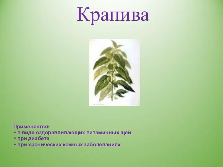 Применяется: в виде оздоравливающих витаминных щей при диабете при хронических кожных заболеваниях Крапива