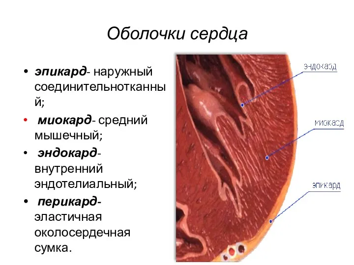 Оболочки сердца эпикард- наружный соединительнотканный; миокард- средний мышечный; эндокард- внутренний эндотелиальный; перикард- эластичная околосердечная сумка.