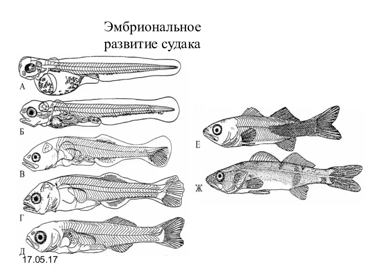 17.05.17 Эмбриональное развитие судака