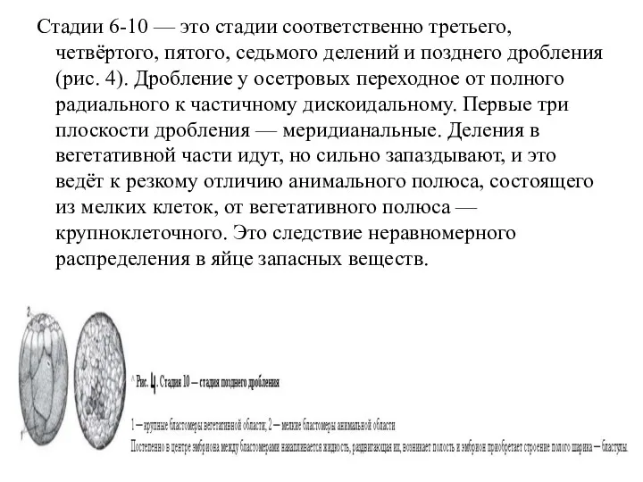 Стадии 6-10 — это стадии соответственно третьего, четвёртого, пятого, седьмого