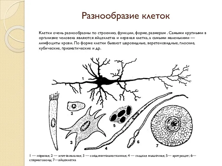 Разнообразие клеток Клетки очень разнообразны по строению, функции, форме, размерам