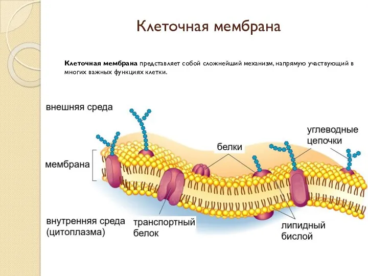 Клеточная мембрана Клеточная мембрана представляет собой сложнейший механизм, напрямую участвующий в многих важных функциях клетки.