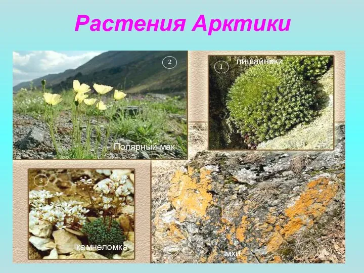 Растения Арктики Полярный мак лишайники камнеломка мхи