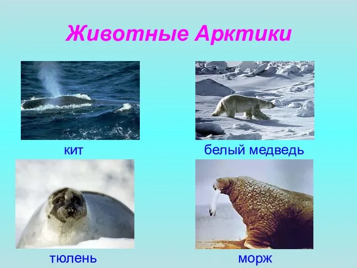 Животные Арктики кит белый медведь тюлень морж