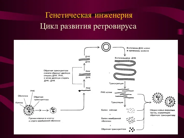 Цикл развития ретровируса Генетическая инженерия
