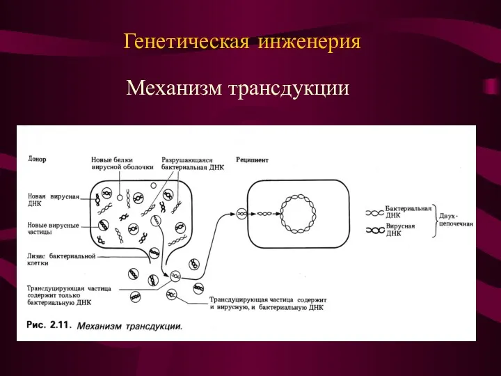 Механизм трансдукции Генетическая инженерия