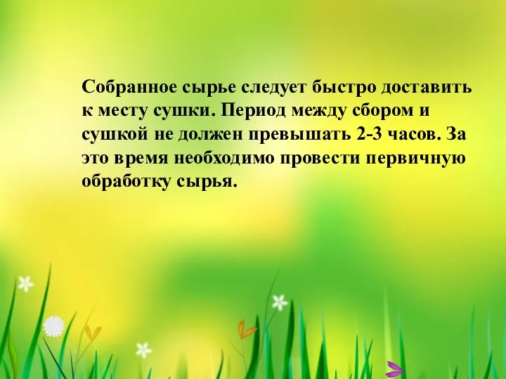 Собранное сырье следует быстро доставить к месту сушки. Период между