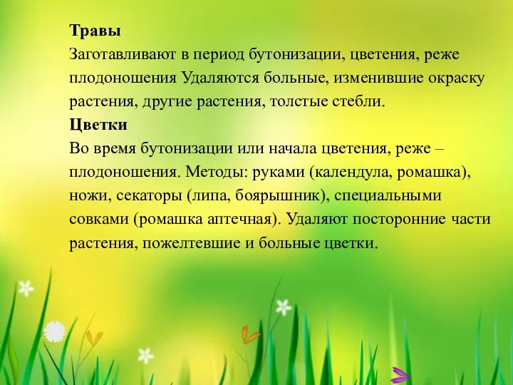 Травы Заготавливают в период бутонизации, цветения, реже плодоношения Удаляются больные,