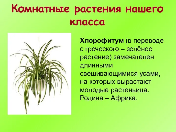 Комнатные растения нашего класса Хлорофитум (в переводе с греческого –