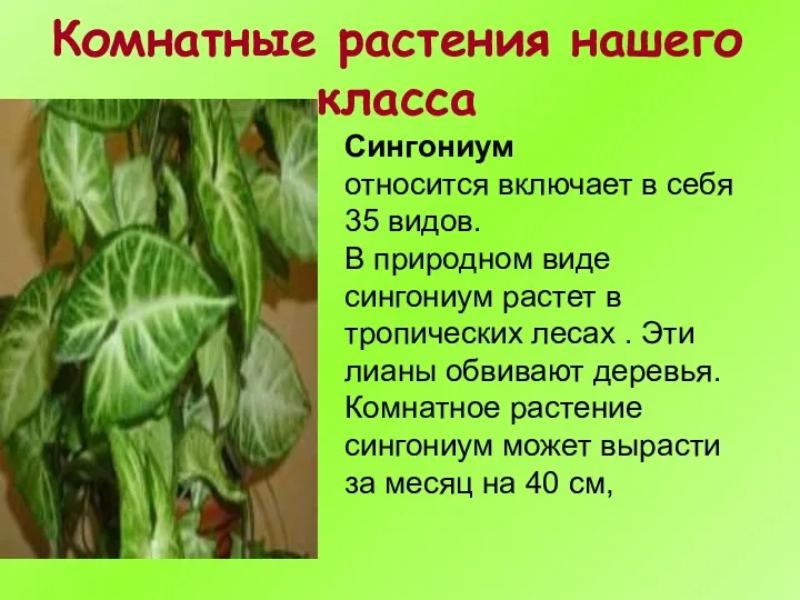 Комнатные растения нашего класса Сингониум относится включает в себя 35