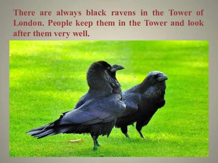 There are always black ravens in the Tower of London. People keep them