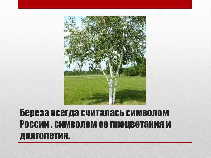 Береза всегда считалась символом России , символом ее процветания и долголетия.